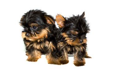 Yorkshire terrier yavrusu