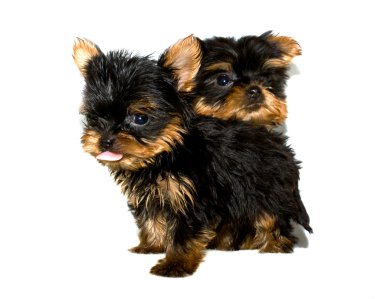 Yorkshire terrier yavrusu