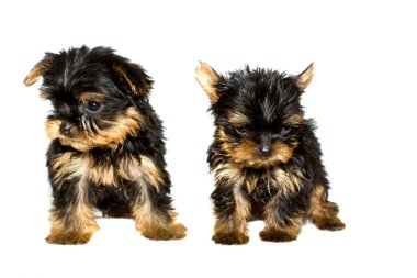 Yorkshire terrier yavrusu