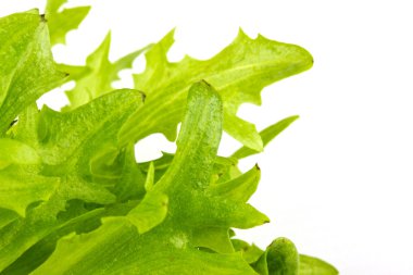 yaprak taze salata izole
