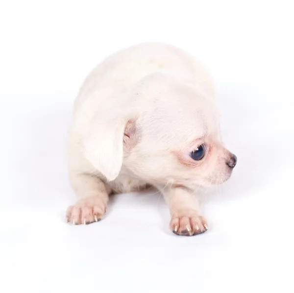 Chihuhua szczeniak na białym tle — Zdjęcie stockowe