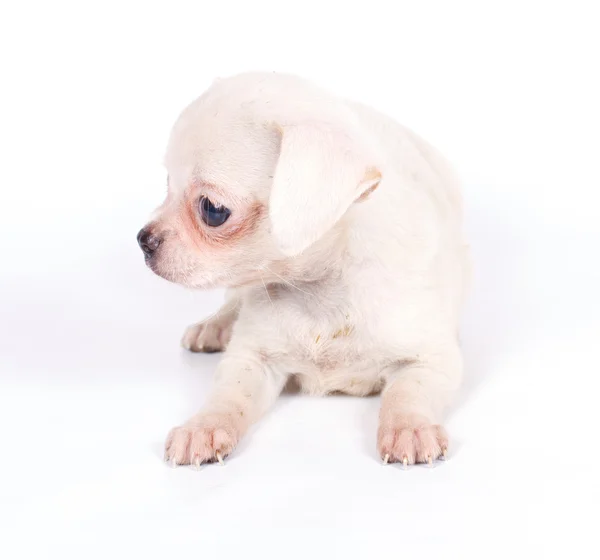 Chihuhua cachorro no fundo branco — Fotografia de Stock