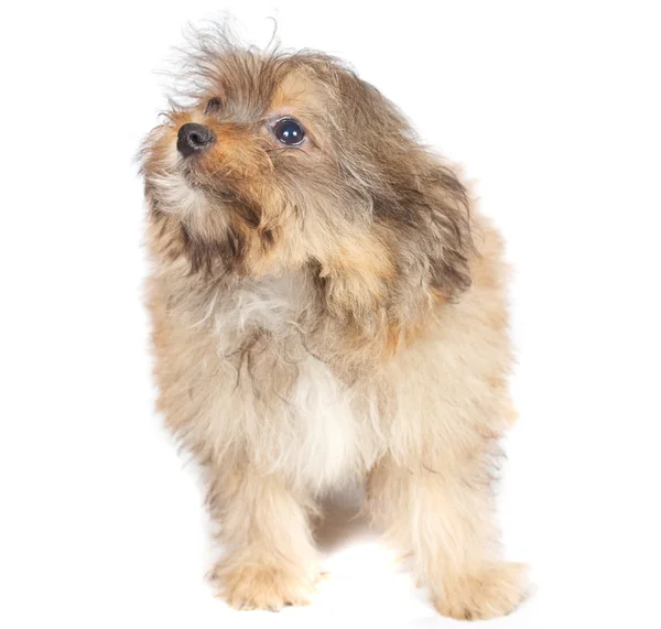 Chihuhua štěně na bílém pozadí — Stock fotografie