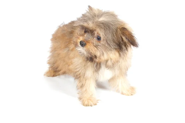 Chihuhua štěně na bílém pozadí — Stock fotografie