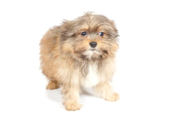 Chihuhua puppy on the white background — Stock Photo, Image
