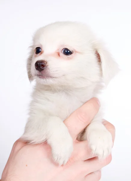 Chihuhua pup op de witte achtergrond — Stockfoto