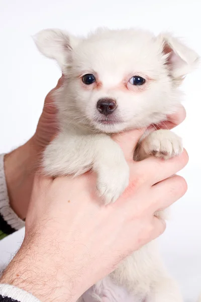 Chihua cucciolo su sfondo bianco — Foto Stock