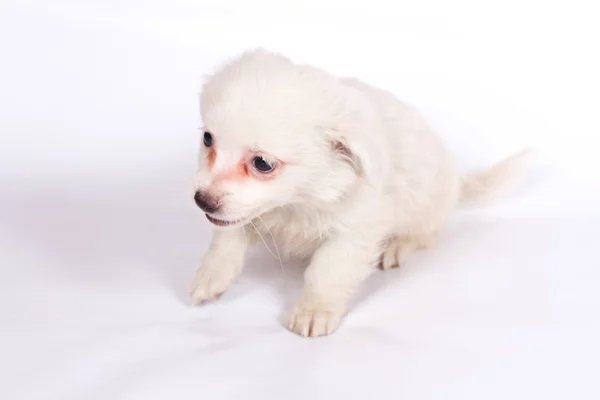 白い背景の上の chihuhua 子犬 — ストック写真