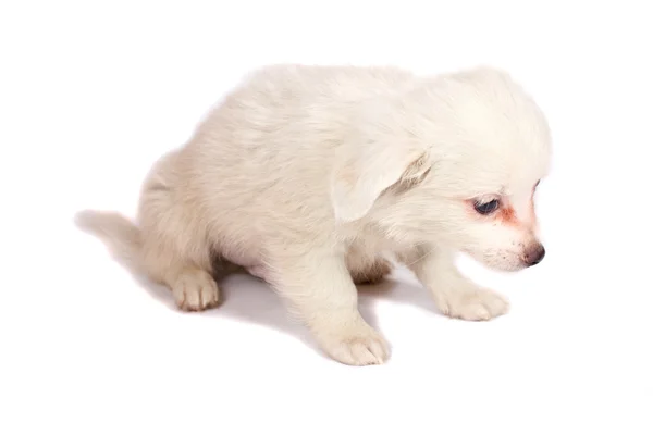 Chihuhua puppy on the white background — Stock Photo, Image