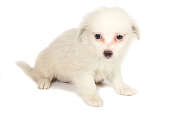흰색 바탕에 chihuhua 강아지 — 스톡 사진