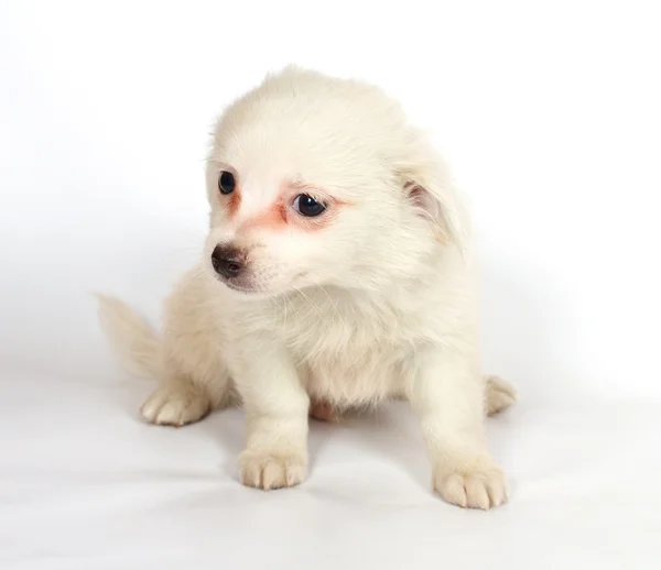 Chihuhua 白色背景上的小狗 — 图库照片