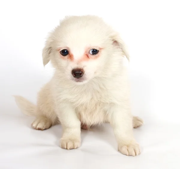 Chihuhua 白色背景上的小狗 — 图库照片