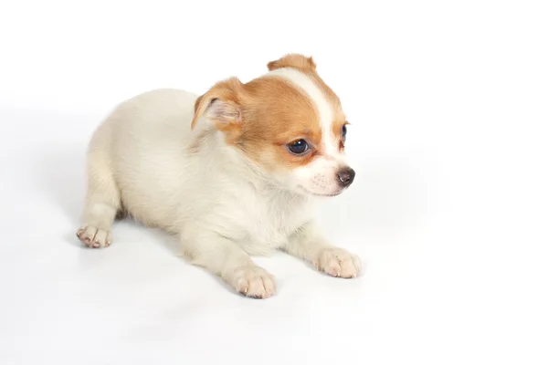 Chihua cucciolo su sfondo bianco — Foto Stock