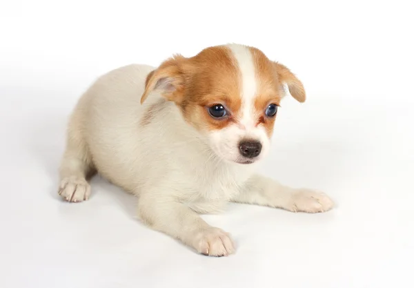 Beyaz zemin üzerine chihuhua köpek yavrusu — Stok fotoğraf