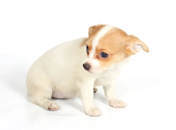 Chihuhua cachorro no fundo branco — Fotografia de Stock