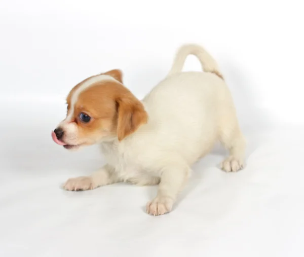 Чихуа щенок на белом фоне — стоковое фото