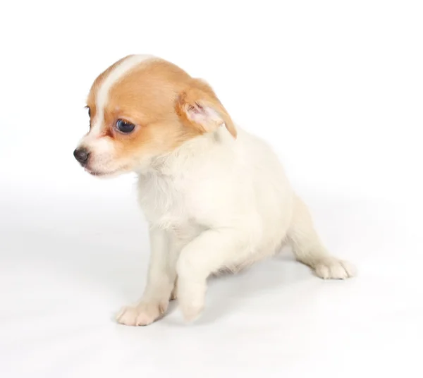 Beyaz zemin üzerine chihuhua köpek yavrusu — Stok fotoğraf