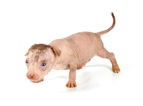 ลูกสุนัข Crested จีน — ภาพถ่ายสต็อก