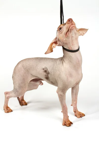 Čínský chocholatý pes štěně — Stock fotografie