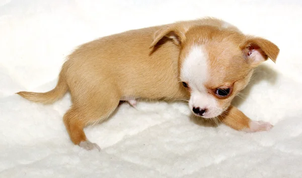 Chihuahua cachorro — Foto de Stock