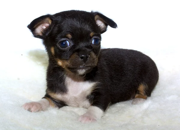 Chihuahua cachorro —  Fotos de Stock