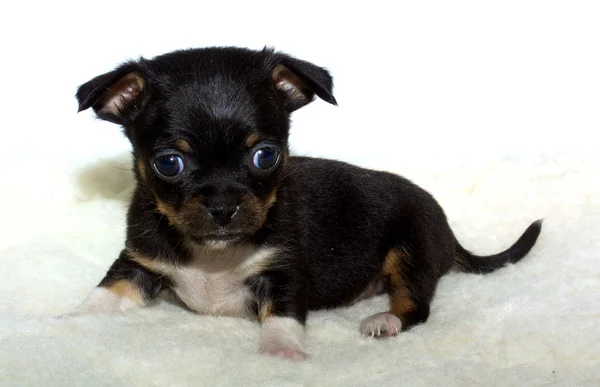 Chihuahua cucciolo — Foto Stock