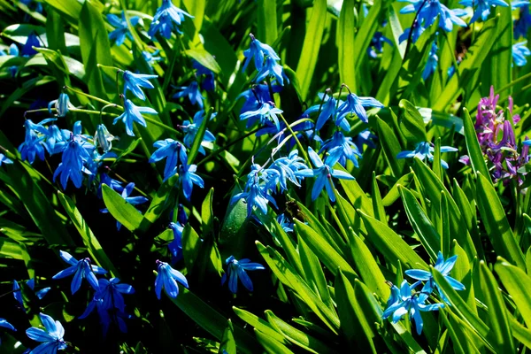Wiosna kwiatów - scilla siberica — Zdjęcie stockowe