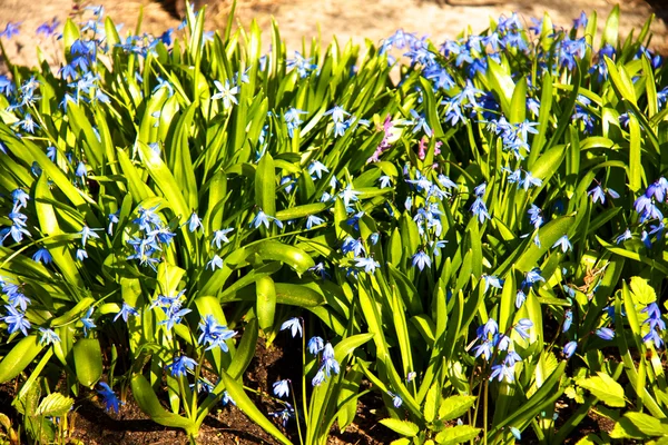 Fleur de printemps - scilla siberica — Photo