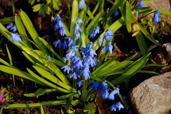 Spring flower - scilla siberica — Stock Photo, Image