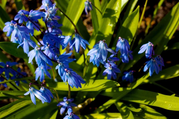 Весняна квітка - scilla siberica — стокове фото