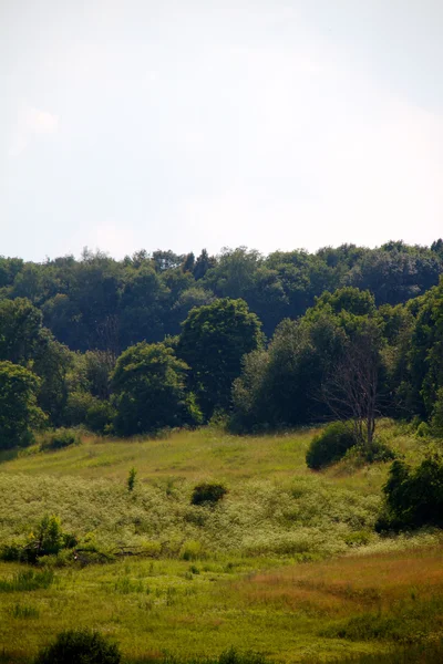 緑豊かな公園、森林の背景 — ストック写真