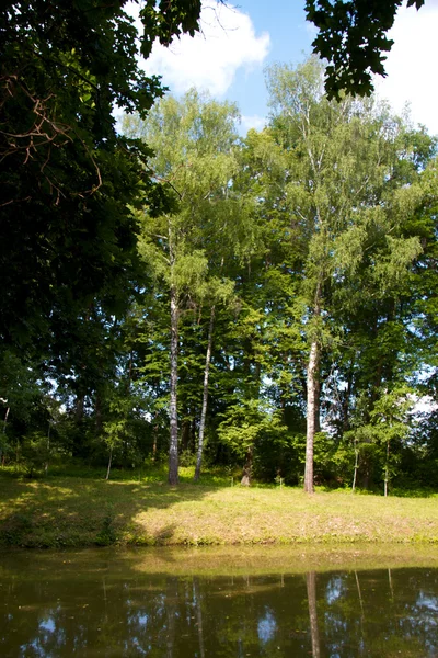 Bosque cerca de estanque — Foto de Stock