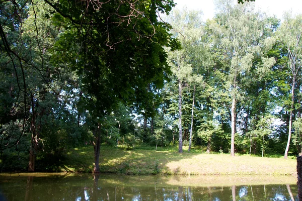 池塘附近的森林 — 图库照片