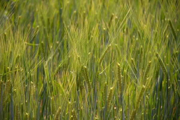 Green wheat field — Stock Photo, Image
