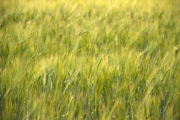 stock image Green wheat field