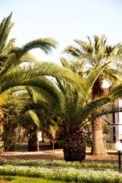 Palm op oude antalyan strand — Stockfoto
