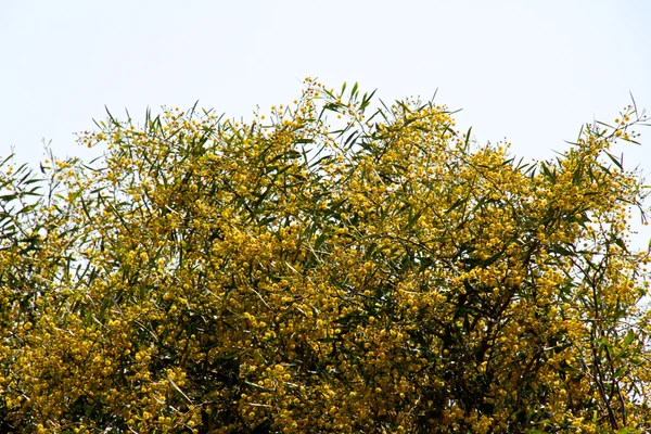 含羞草树与黄色的花朵 — 图库照片