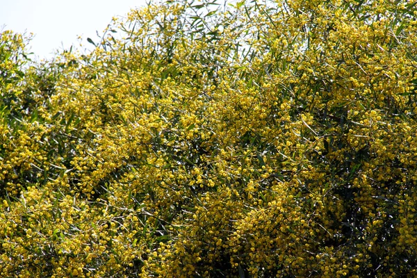 Дерево мімози з жовтими квітами — стокове фото