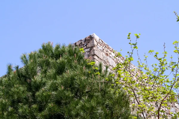 Pine growing on an eminence, Turkey — Stock Photo, Image