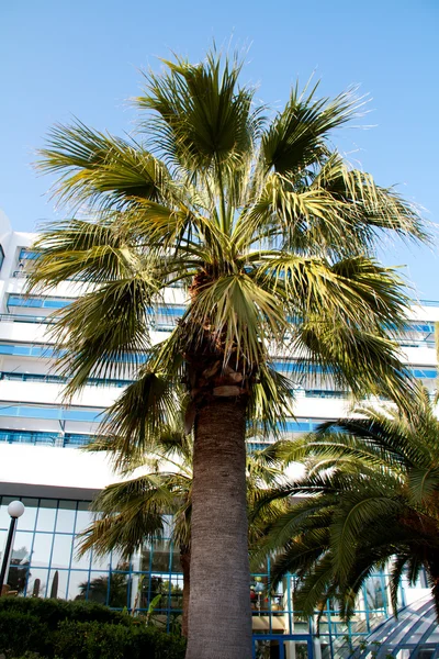 Пальма на старом пляже Антальи — стоковое фото