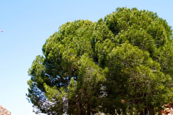 Pine groeien op een eminentie, Turkije — Stockfoto