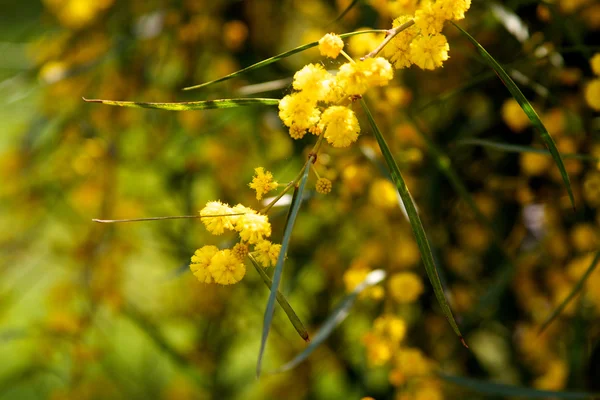 Mimosa árvore com flores amarelas — Fotografia de Stock