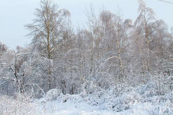 Bella foresta invernale — Foto Stock