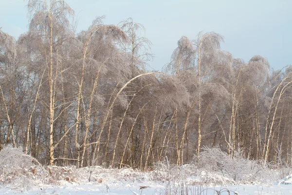 Vacker vinterskog — Stockfoto