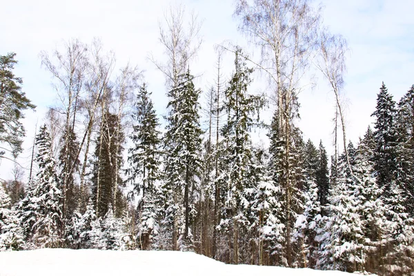美丽的冬季森林景观 — 图库照片