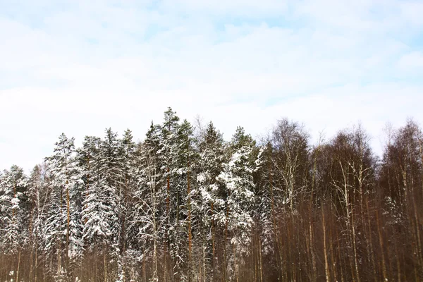 Piękny zimowy krajobraz lasu — Zdjęcie stockowe