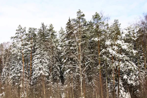 Piękny zimowy krajobraz lasu — Zdjęcie stockowe