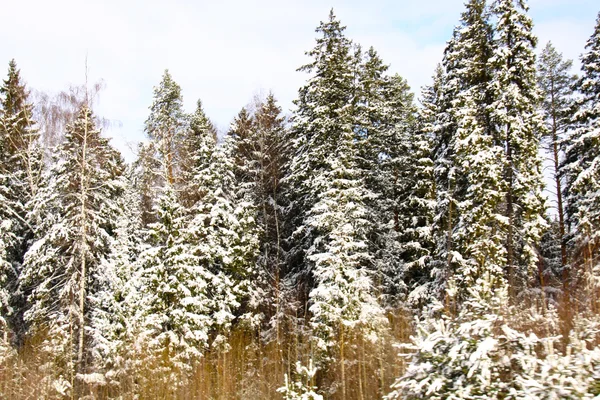 Hermoso paisaje de bosque de invierno —  Fotos de Stock