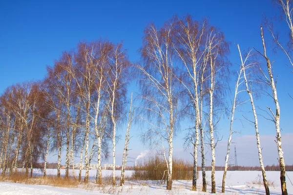 Beautiful winter forest landscape — Stock Photo, Image