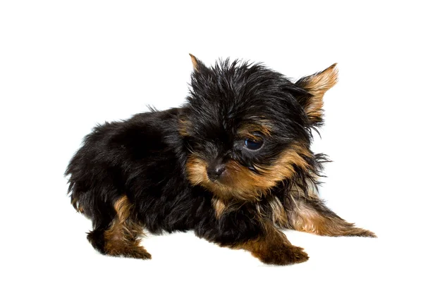 Yorkshire chiot terrier — Photo